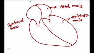 Mastering Physiology Cardiac auto rhythmicity Moshtaq Shahriar [upl. by Nylesoj]