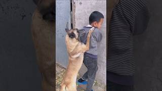 Hero dog saves son from danger shorts [upl. by Sitoeht]