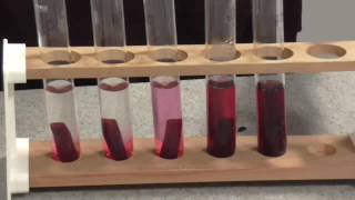 Membrane Permeability Beetroot Practical [upl. by Reta]