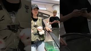 I Know How to Catch a Bus🤣pets cute puppies pomeranian dogs [upl. by Chapa995]