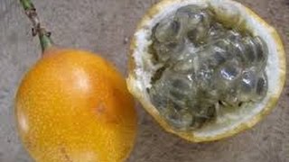 Cómo Sembrar fruta Granadilla  TvAgro por Juan Gonzalo Angel [upl. by Lotsyrc]