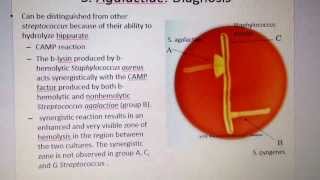 Camp reaction for diagnosing streptococcus agalactiae [upl. by Saylor757]