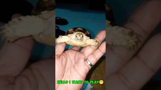 MY TORTOISE BABY PETS pets shorts viralvideo trending animals exotic [upl. by Macnamara]