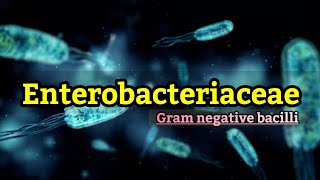 Enterobacteriaceae family Causes Symptoms identification Transmission amp classification English [upl. by Wolfort465]