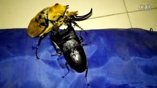 Megasoma elephas vs Dorcus titanus palawanicus [upl. by Noled]