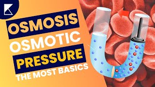 Osmosis and Osmotic Pressure Explained in less than 2 mins  Easy Science for Everyone Koncise [upl. by Deidre]