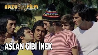 Aslan Gibi Bir İnek  Hababam Sınıfı Sınıfta Kaldı [upl. by Bois]