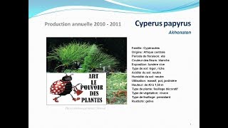 Tuto jardin Cyperus papyrus fiche technique plante annuelle [upl. by Ylagam886]