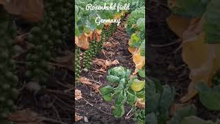 Rosenkohl field in Germany youtubeshorts agriculture nature trending [upl. by Elohcim999]