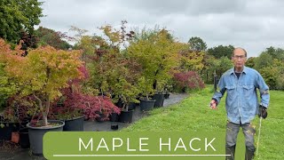 Quick Method To Make Maple Bonsai [upl. by Ibib]