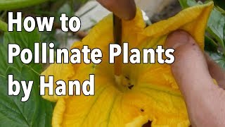 Hand Pollination How to Pollinate Plants by Hand [upl. by Boycie]