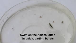 A guide to freshwater inverts  Gammarus [upl. by Kreager]