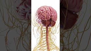 🧠 Explore the Complex Anatomy of the Brain 🧠 anatomy [upl. by Amerak460]