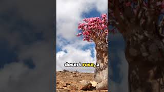 Socotra Yemens Hidden Gem unrealplaces uniqueplaces nature mustvisitplaces beautiful [upl. by Nicolina]