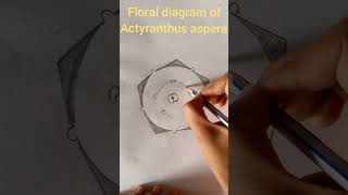 floral diagram of Achyranthes aspera Amaranthaceae family shorts [upl. by Cirdahc]