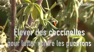 Elever des coccinelles [upl. by Aletha]