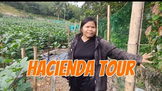 I tour ko kayo sa aking Hacienda ng eggplant [upl. by Aeli]