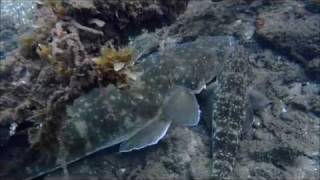 Freediving Forster Breakwall [upl. by Aber190]