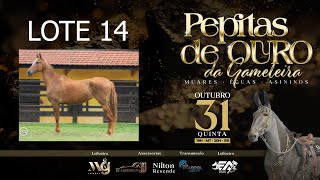 LOTE 14 CEREJA DA ARABELA [upl. by Storz]