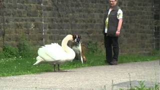 Schwan und Hund [upl. by Haidej]