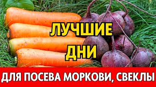 Когда сеять морковь свеклу редис весной 2024 по лунному календарю Лунный посевной календарь 2024 [upl. by Tamma859]