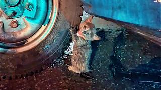 Small cat hides under a car in the heavy rain to escape the flood crying for help but no one hears [upl. by Eerac]