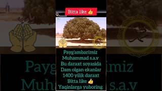 Paygambarimiz Muhammad sav 💯 rekuzbek shortvideos viralvideos uzbekfilm [upl. by Pieter]