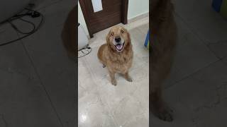 Waseem Happy karwa chauthshortsminivlog Anant Rastogi minivlog dog comedy funny [upl. by Alledi319]