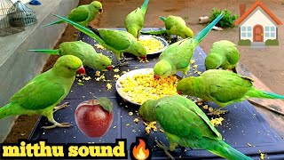 Parrot talking video Parrot Sound  Parrot Voice  Amazing parrot talking video ParroTube [upl. by Roots]