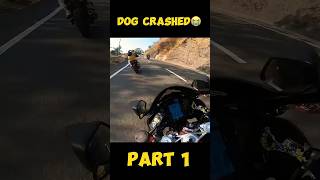 DOG LIVE CRASHED WITH BIKER😭PAIR TOOT GAYAmodified rr310 rider kawasaki zx6r monsterenergy [upl. by Kcirdez]