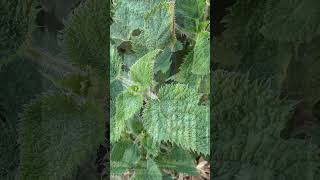 Worlds most painful plant sting Gympie Gympie plantlearninglounge209 [upl. by Alan507]