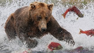 Grizzly Bears The Drama of the Alaskan Salmon Run  Alaska 🌎 🇺🇸  Wild Travel  Robert E Fuller [upl. by Anrev]