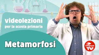 Videolezione la metamorfosi  Renato lo scienziato Renatoloscienziato [upl. by Rinee]