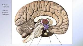 Ganglions de la base [upl. by Kellda]