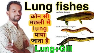 Lung fishes  Dipnoi kya hai  lung wali fish  Australian  African American Lung fishes by Suraj [upl. by Melita]