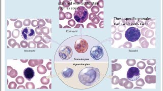 Blood lymphatic system anatomy erythrocytesleukocytesThrombocytes [upl. by Meraree]