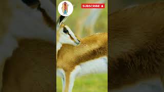 10 Amazing Facts About Gazelles🦌 10facts animals wildanimalfacts facts subscribe gazelles [upl. by Gage905]