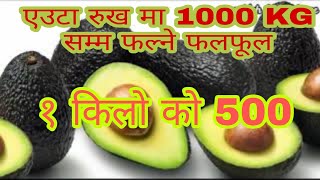 Avocado खेती कसरी गर्ने  How to grow Avocado in Nepal [upl. by Sutsuj]