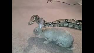 Snake eats rabbit [upl. by Ion]