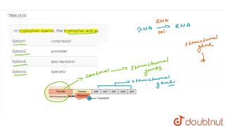 In tryptophan operon the tryptophan acts as [upl. by Eirrab528]