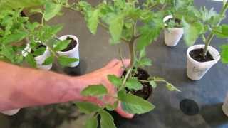 How to Create Double Stem Tomatoes What are Double Production Stems  The Rusted Garden 2013 [upl. by Anitap476]