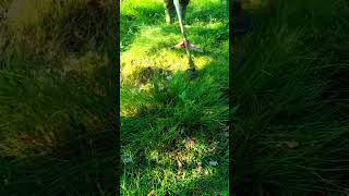 Cutting Weed in the garden day27 satisfying automobile lawn [upl. by Rame719]