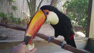 Toco Toucan Eats 1st Hard Boiled Egg [upl. by Ardnat]