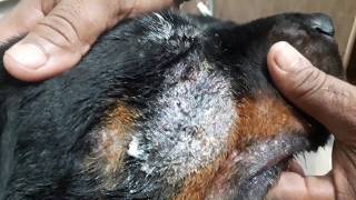 Post Maggot infestation bacterial skin infection  Dr Sagirs Pet Clinic 01912251312 [upl. by Airlie]