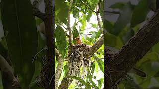 Female OrangeHeaded Thrush with Chick in Nest shorts youtubeshorts shortsfeed viralshorts bird [upl. by Gneh666]