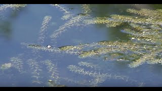 The Hydrilla Tip Mining Midge [upl. by Darcie585]