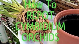 Easy Orchid Care Tips  How To REPOT a root bound CYMBIDIUM ORCHID in under 10 minutes [upl. by Nilyahs771]