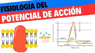 Potencial de membrana y de acción Fisiología 2 Neurociencias 3 [upl. by Tasha315]