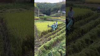 mini harvester video 😱😱 shorts harvester agriculture [upl. by Sidalg649]