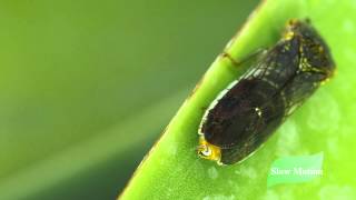 Sharpshooter quotLeafhopper Rainquot [upl. by Post]